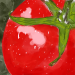 Tomato Illustration
